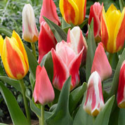 Tulip Greigii, Mixed